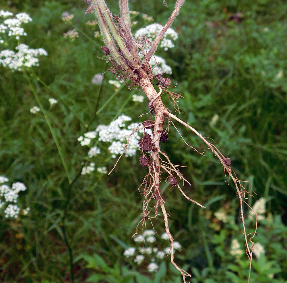 Изображение особи Trifolium arvense.