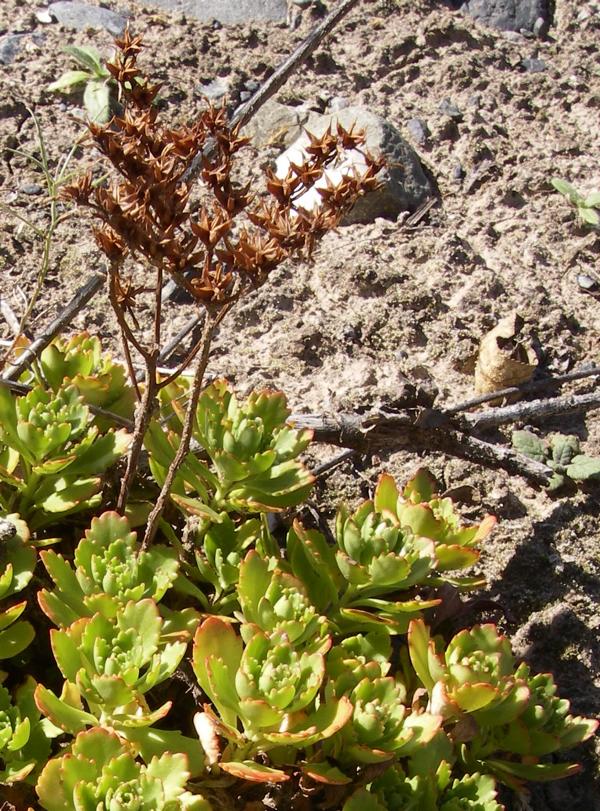 Изображение особи Aizopsis hybrida.