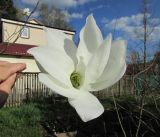 Magnolia salicifolia. Цветок с кормящимся жуком. Московская обл., Щёлковский р-н, в культуре. 23.04.2023.