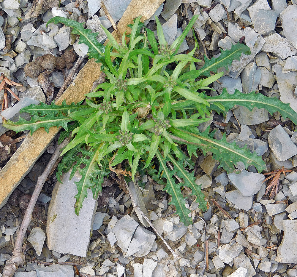 Изображение особи Erysimum callicarpum.