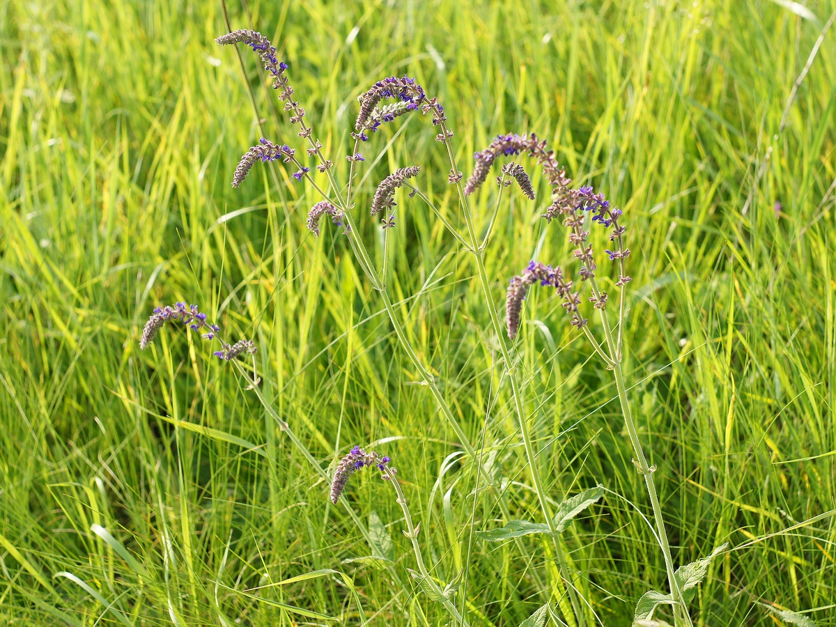 Изображение особи Salvia betonicifolia.