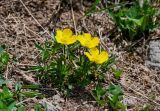 genus Ranunculus