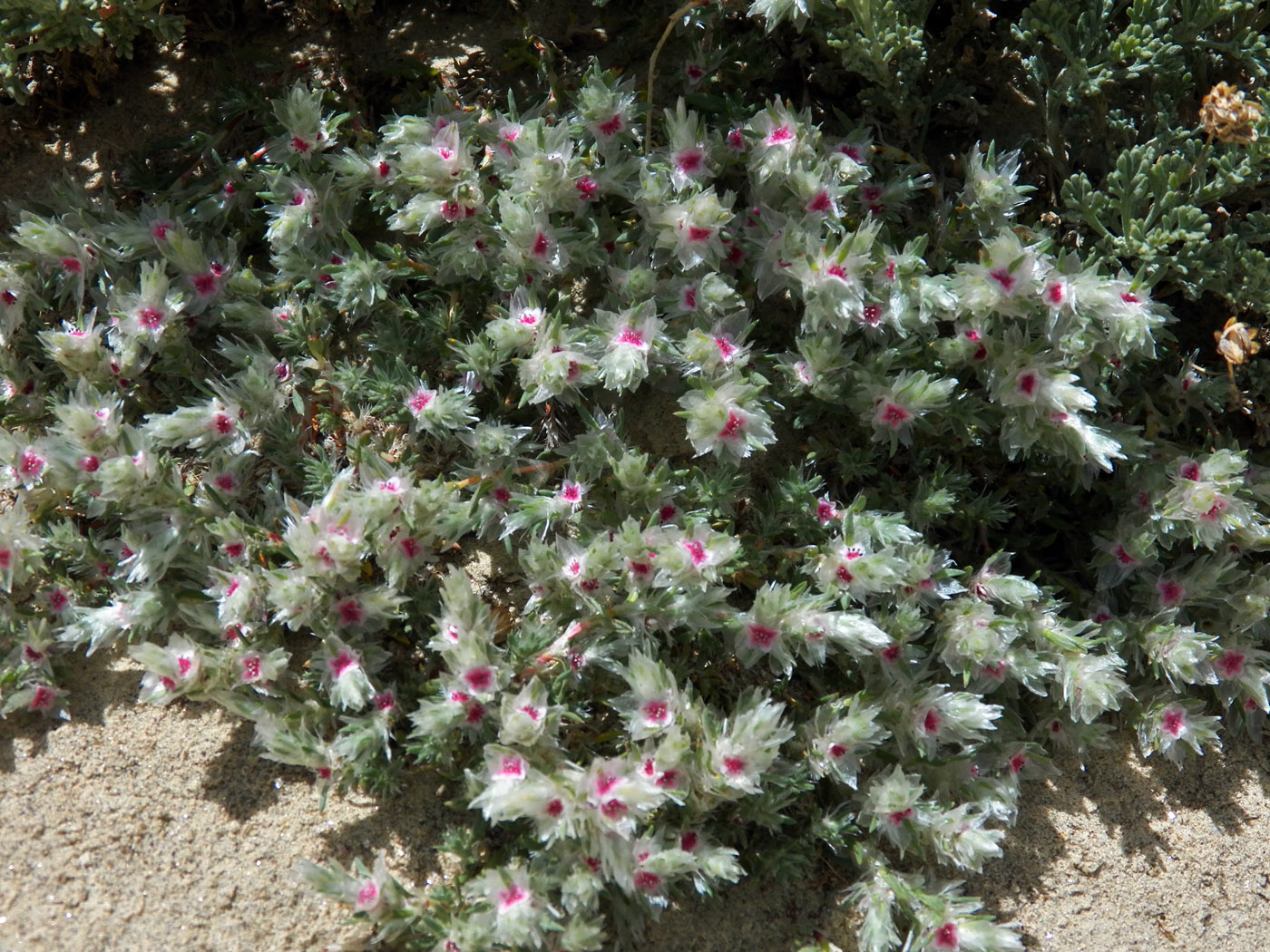 Изображение особи Polygonum paronychioides.