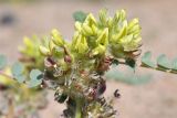 Astragalus vulpinus. Соцветие. Казахстан, Алматинская обл., горы Богуты, подгорная пустыня. 25 мая 2023 г.