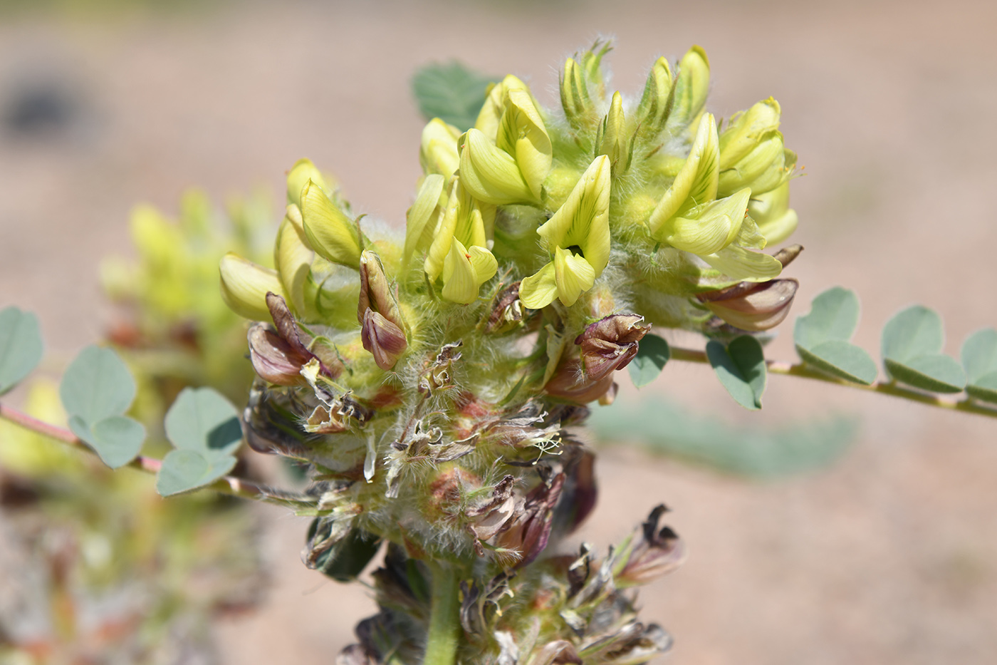 Image of Astragalus vulpinus specimen.