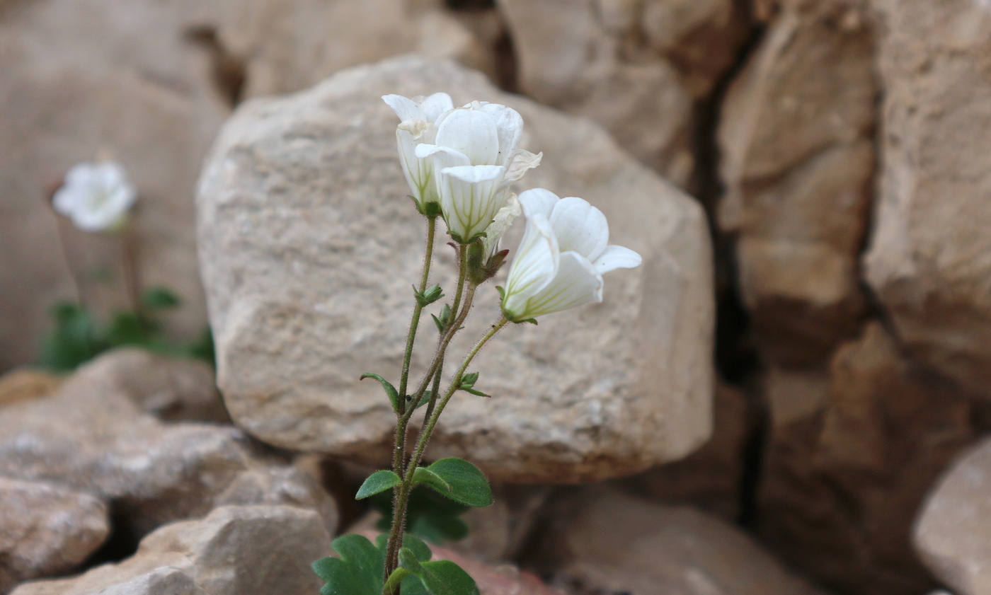 Image of Saxifraga sibirica specimen.