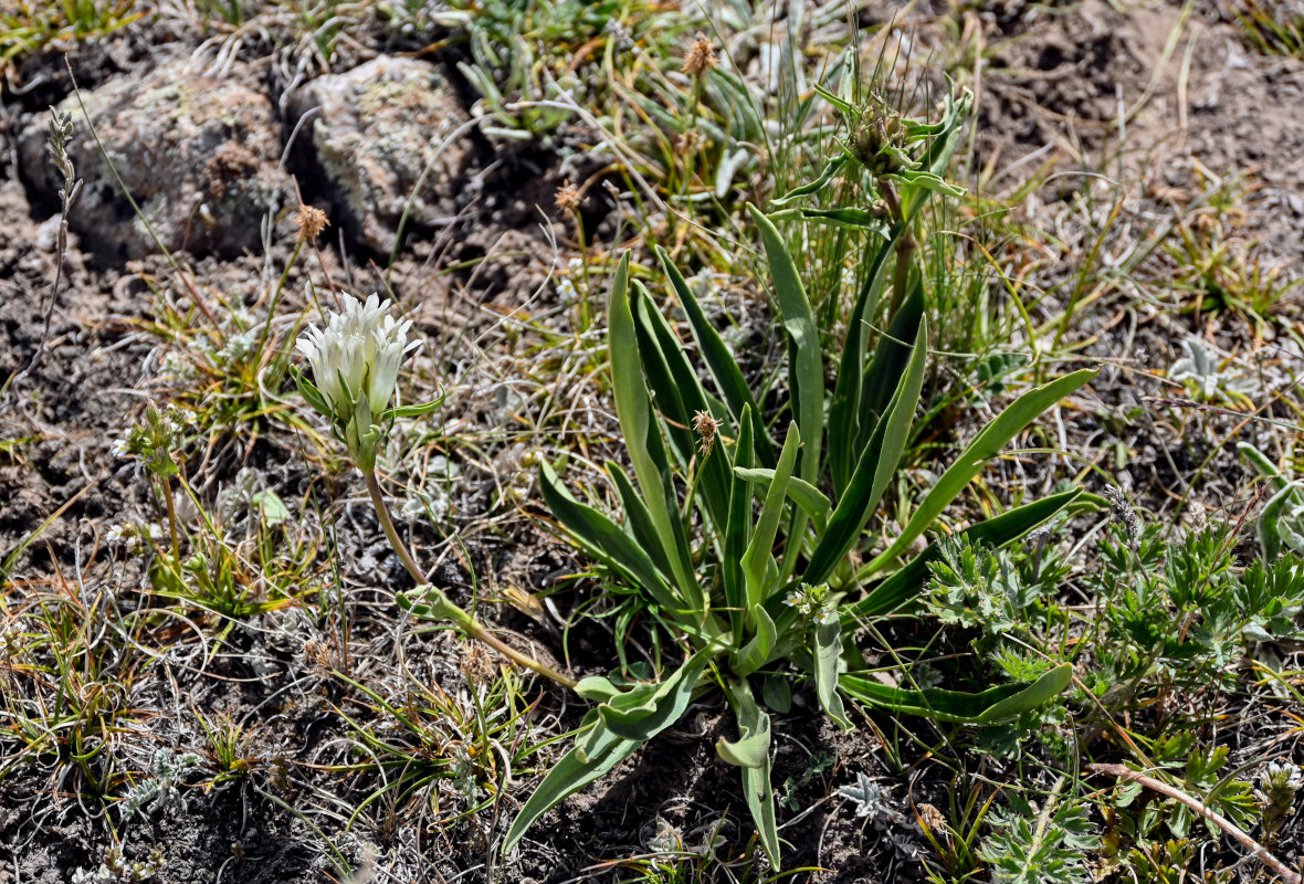 Изображение особи Gentiana olgae.