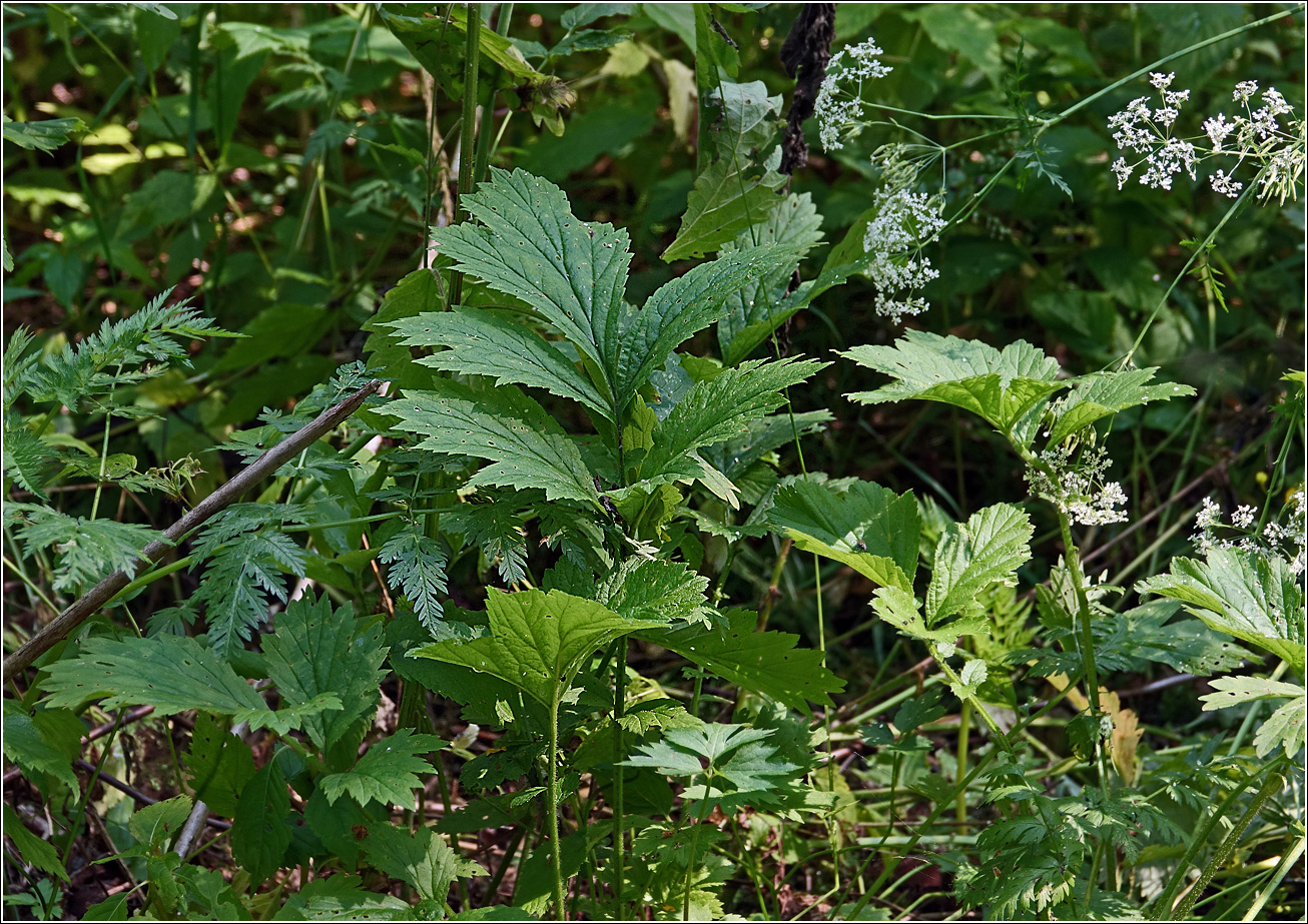 Изображение особи Geum rivale.