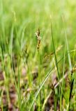 Carex praecox