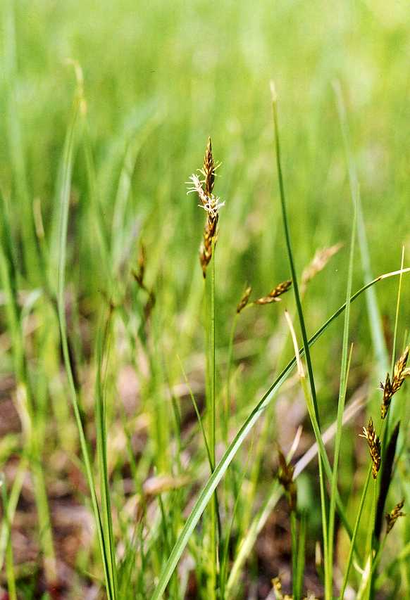 Image of Carex praecox specimen.