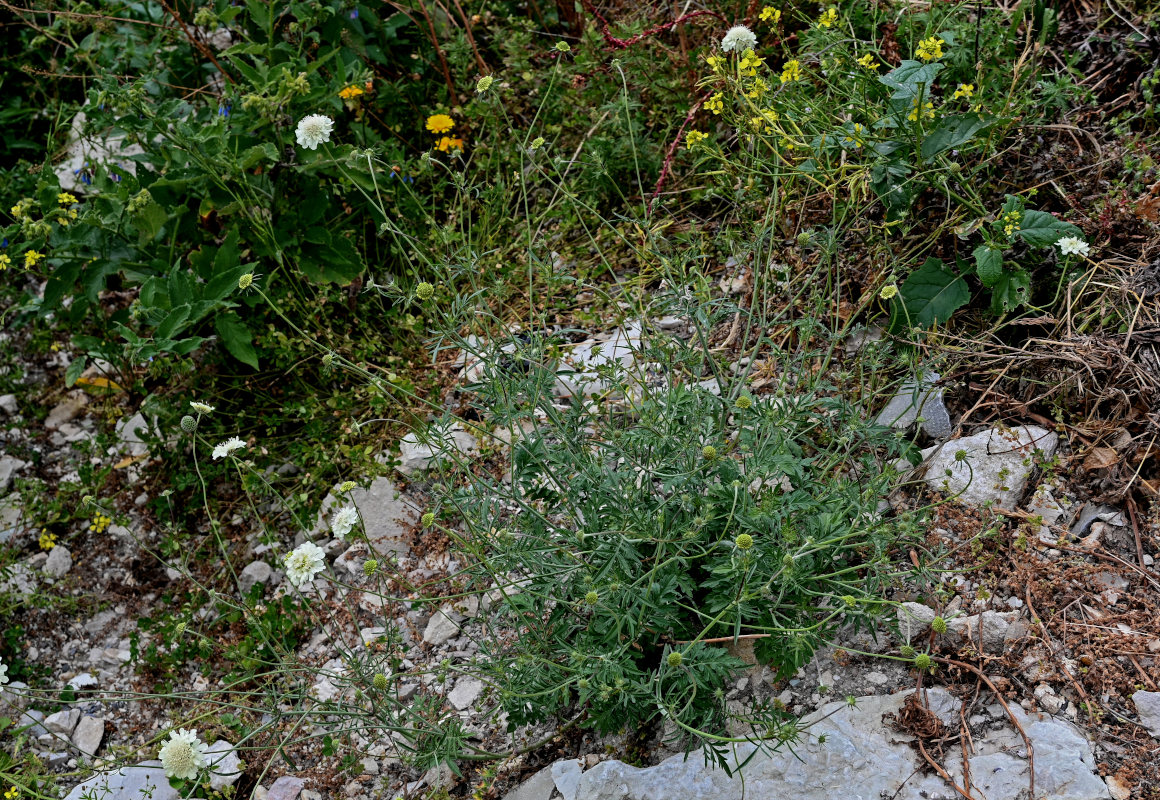 Image of Scabiosa ochroleuca specimen.