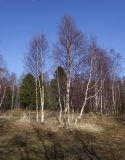 Betula platyphylla. Группа деревьев в начале вегетации. Бурятия, Кабанский р-н, берег оз. Байкал, опушка смешанного леса. 21.05.2023.