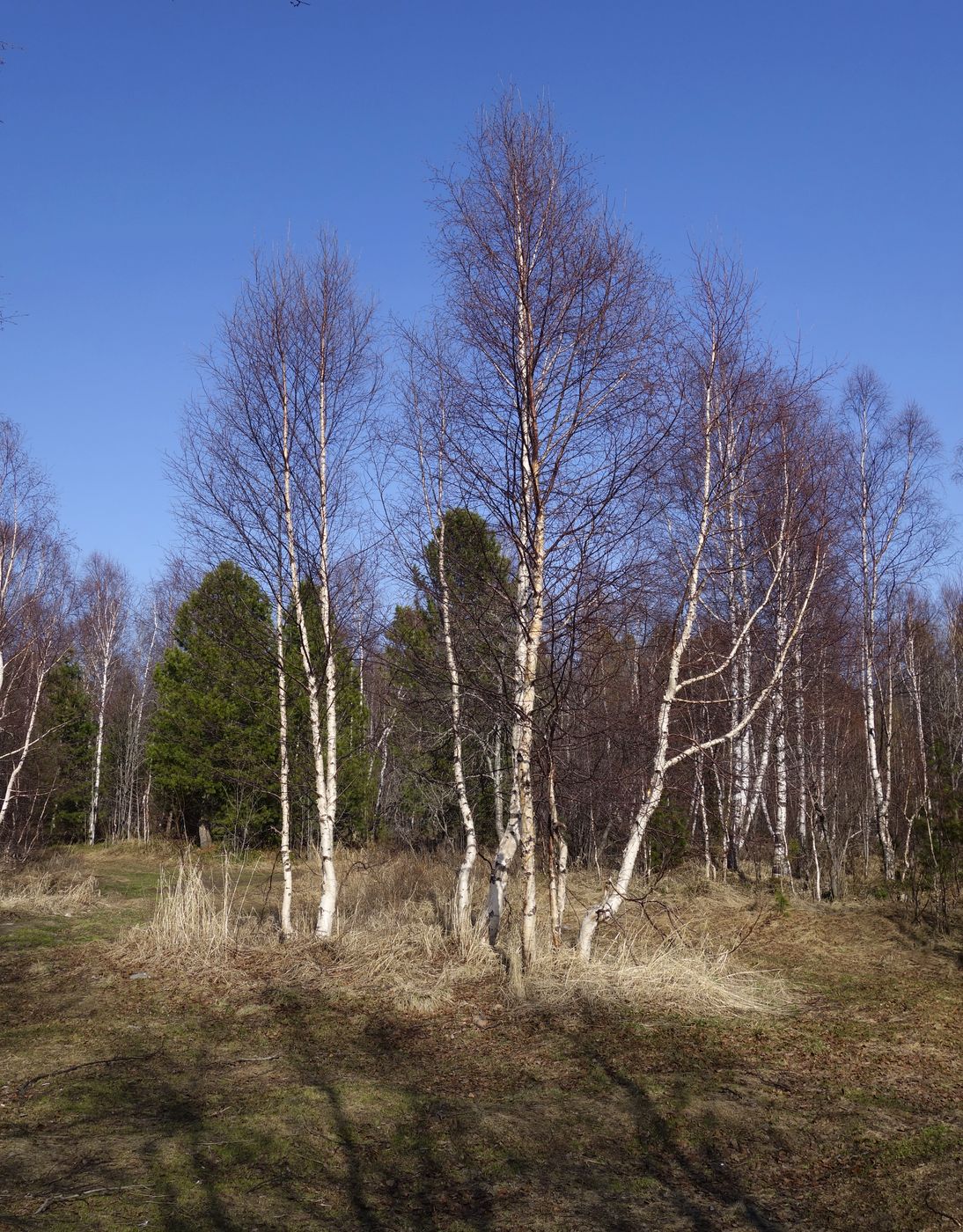 Изображение особи Betula platyphylla.