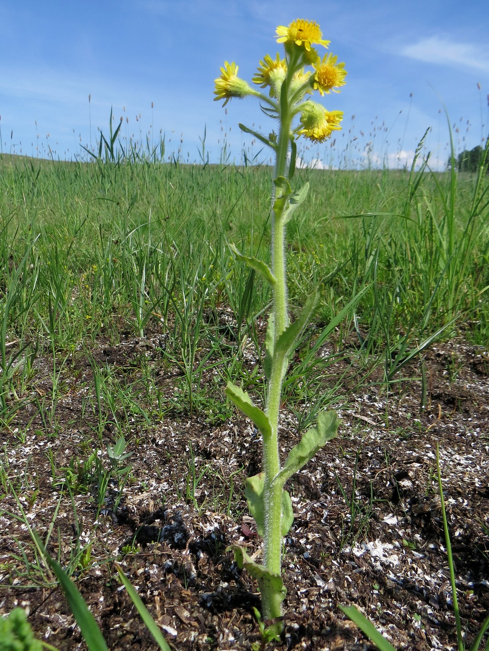 Image of Tephroseris palustris specimen.