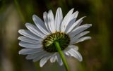 Leucanthemum vulgare