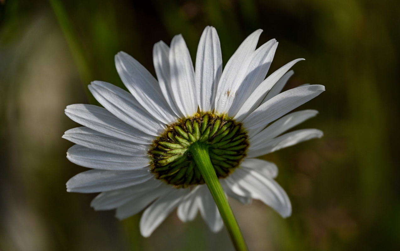 Изображение особи Leucanthemum vulgare.