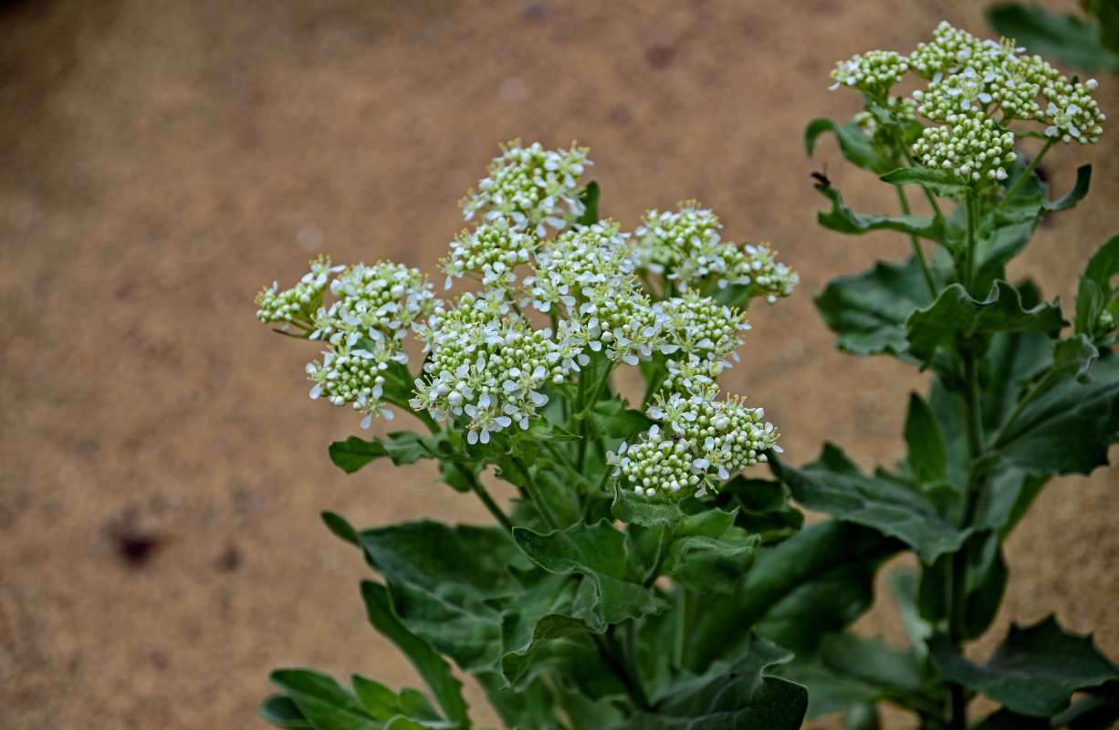 Image of Cardaria draba specimen.