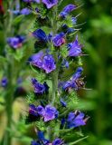 Echium vulgare