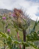 Cirsium pugnax. Верхушка побега с соцветием. Карачаево-Черкесия, Урупский р-н, хр. Загедан, долина Ацгарских озёр, ≈ 2500 м н.у.м., морена, альпийский луг. 09.08.2023.