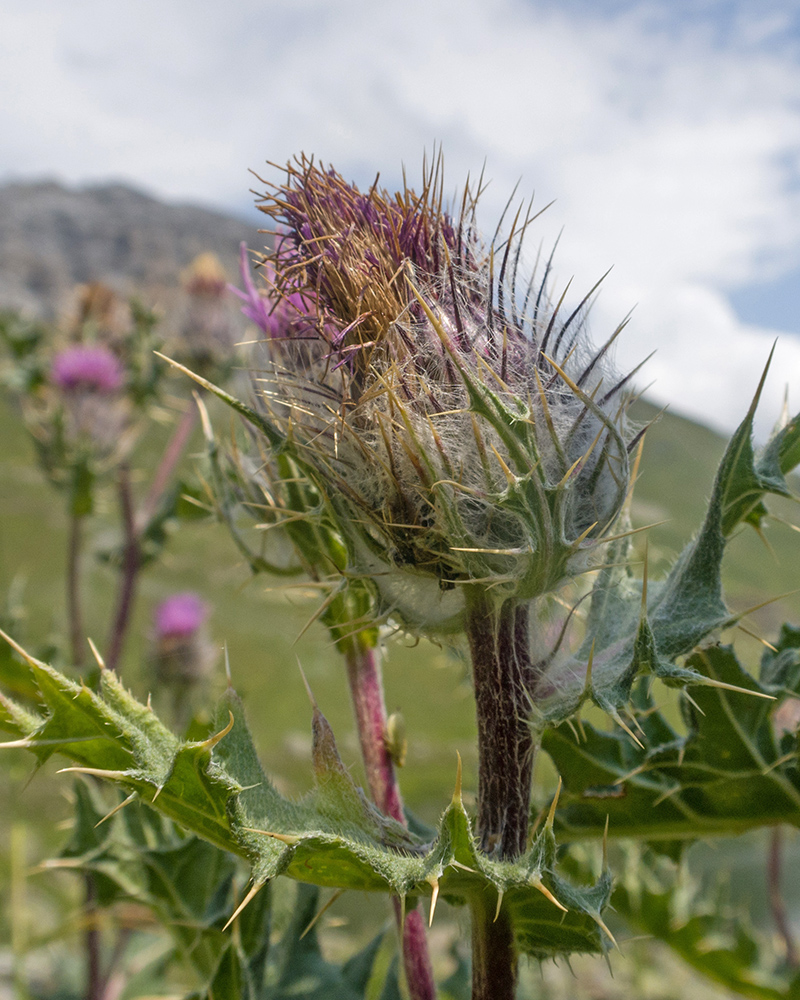 Image of Cirsium pugnax specimen.