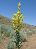 Verbascum songaricum. Верхушка цветущего растения. Узбекистан, Джизакская обл., хр. Нуратау, Нуратинский заповедник, водораздельный гребень между ур. Хаятсай и Андыгенсай, около 1550 м н.у.м., эфемероидово-полынное сообщество. На заднем плане цветущий Eremurus olgae. 20.07.2007.