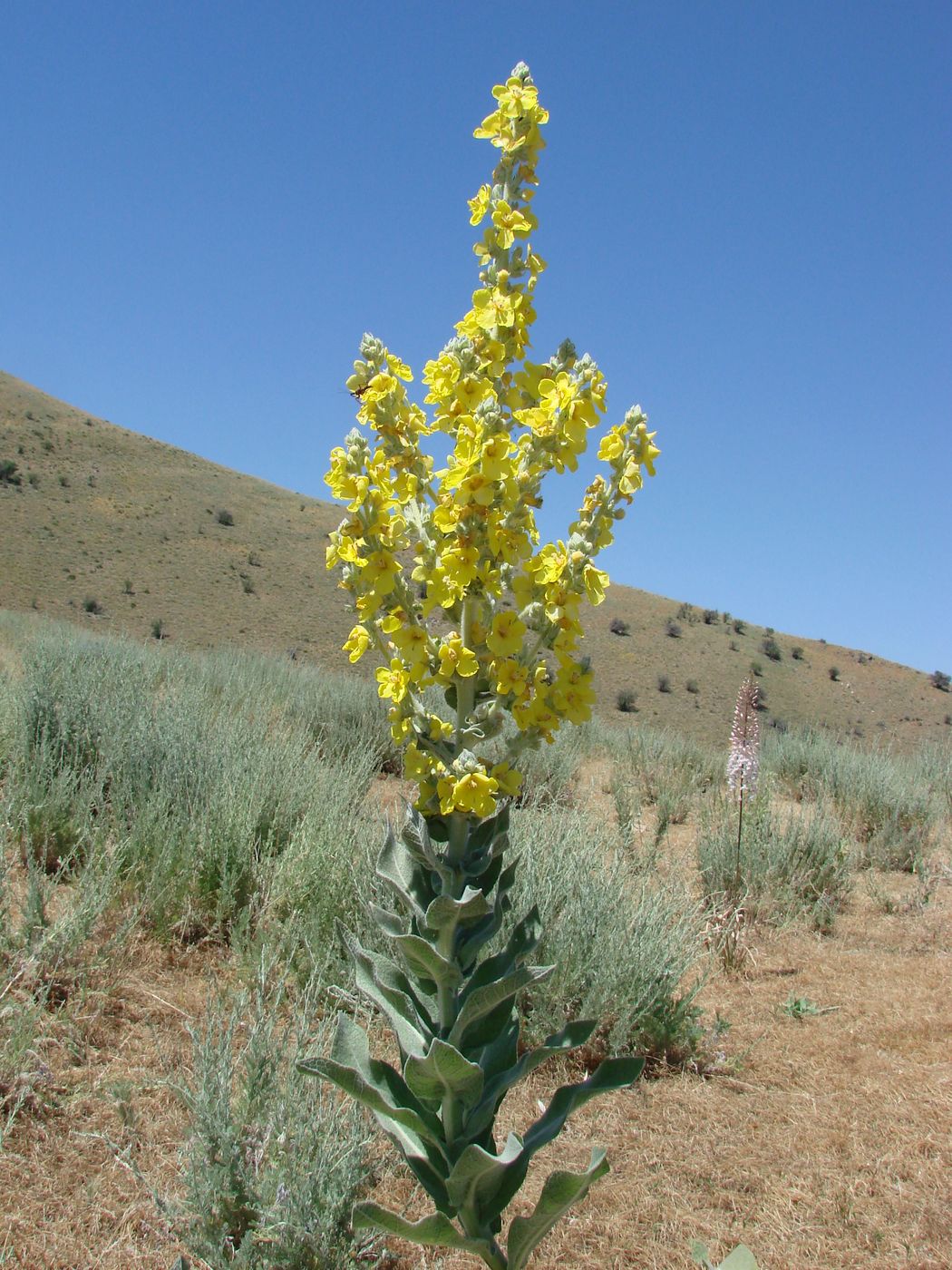 Изображение особи Verbascum songaricum.