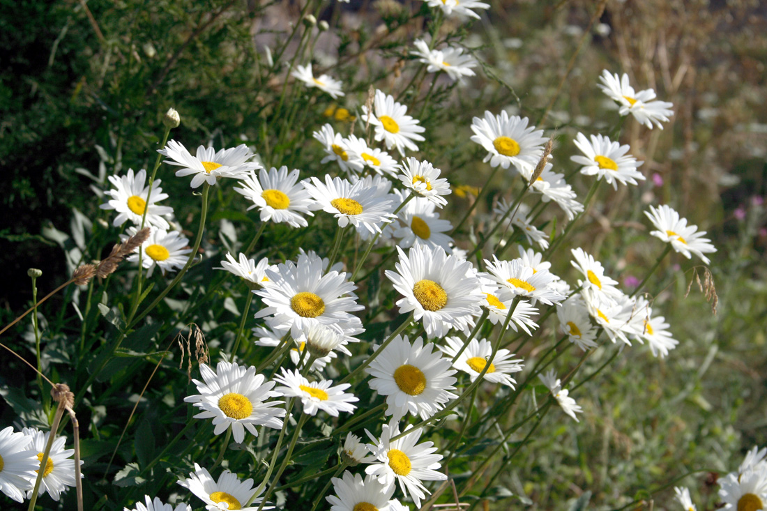 Image of Leucanthemum maximum specimen.