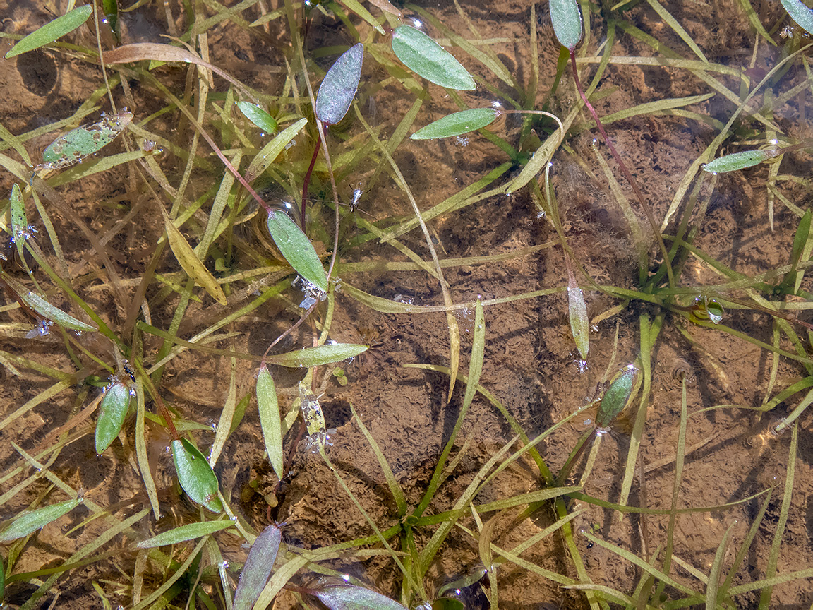 Image of genus Alisma specimen.