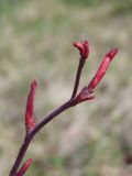 Rosa glauca