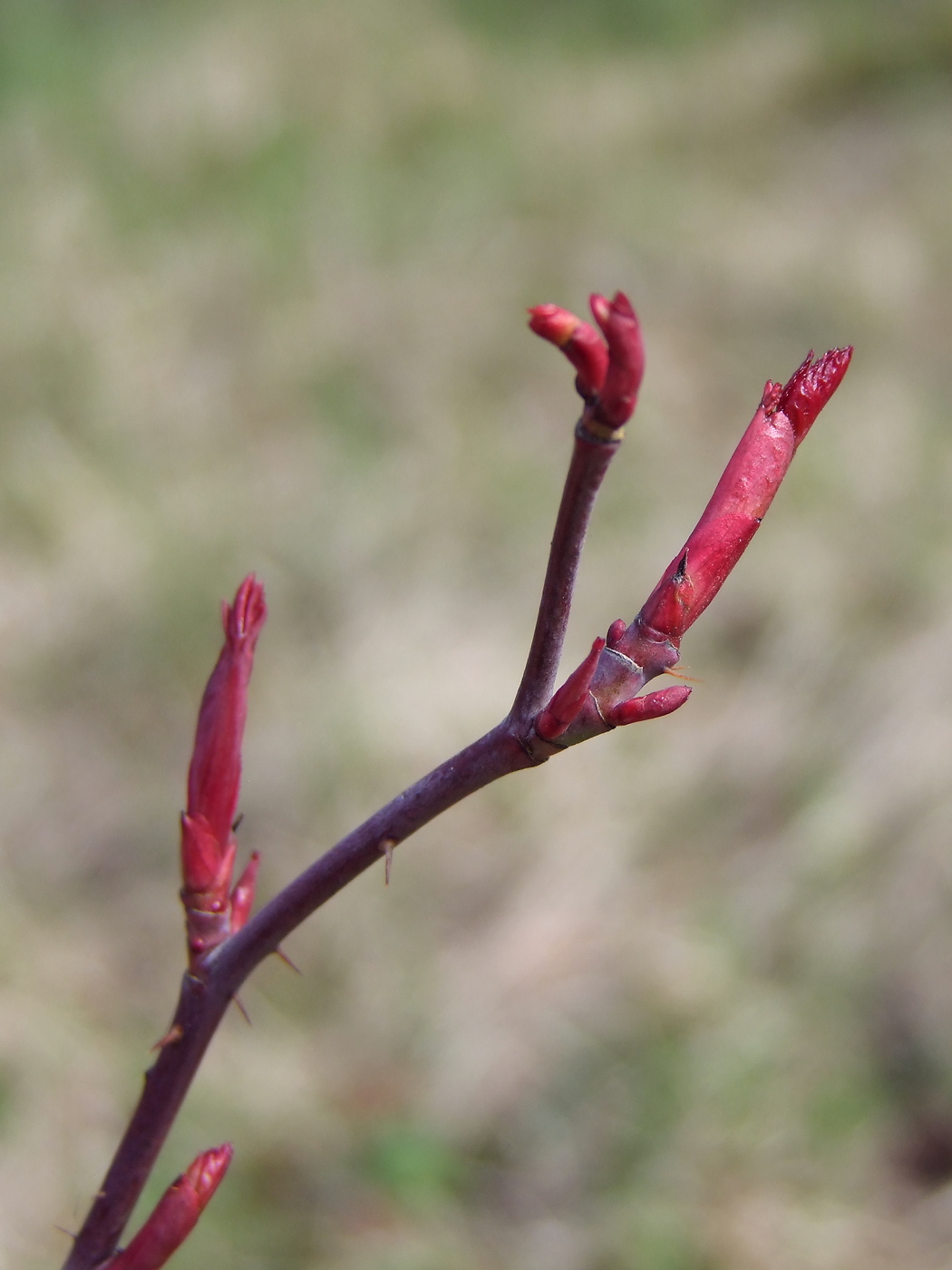 Image of Rosa glauca specimen.