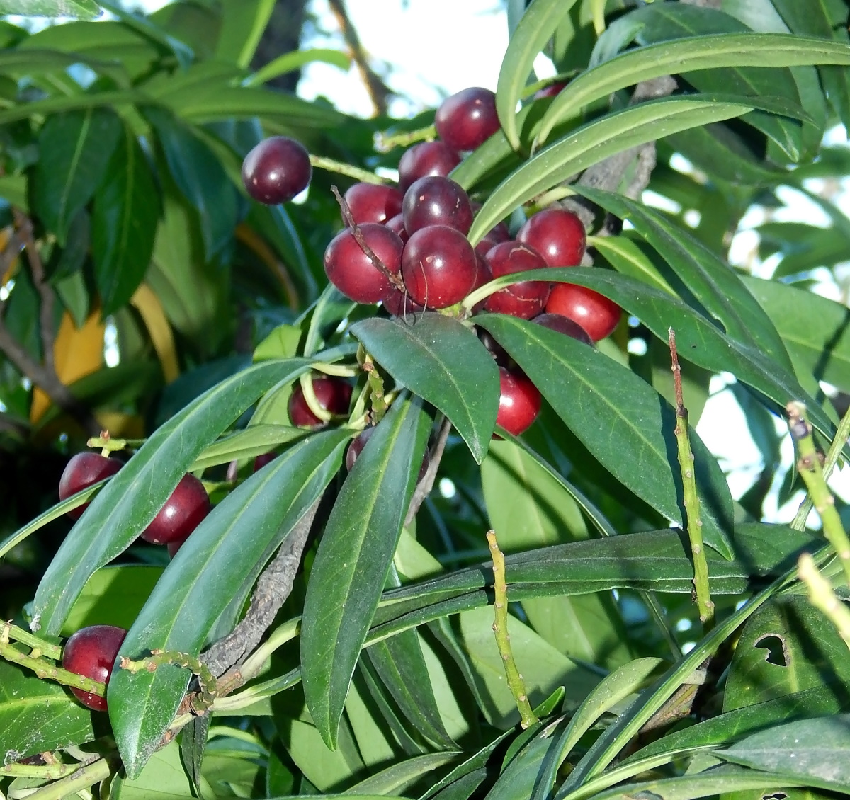 Image of Lauro-cerasus officinalis specimen.