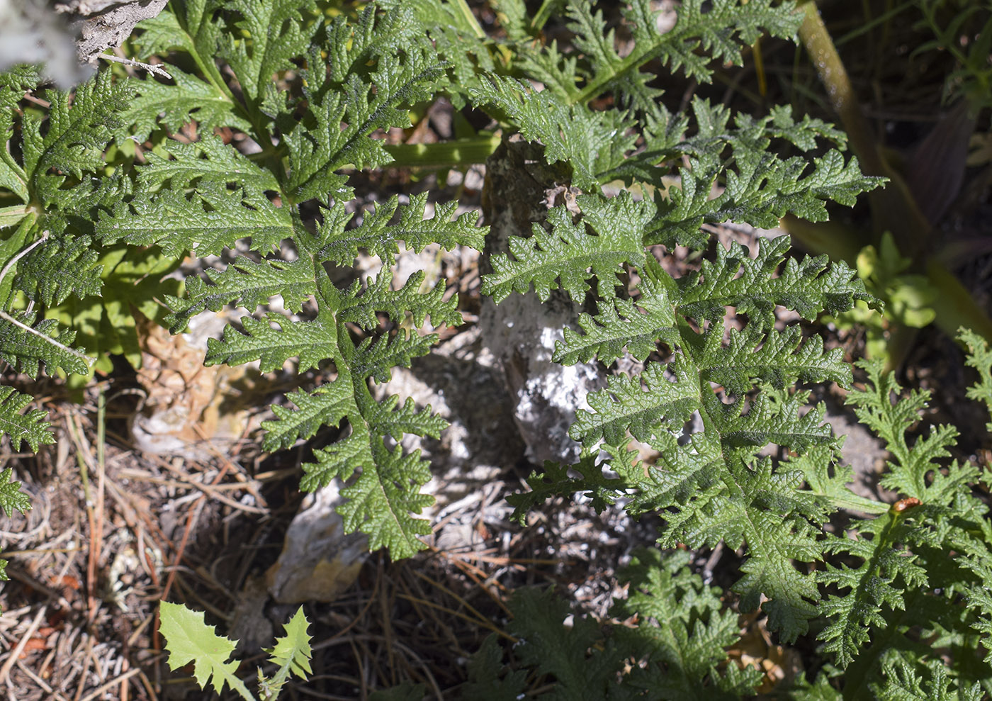 Изображение особи Thapsia villosa.