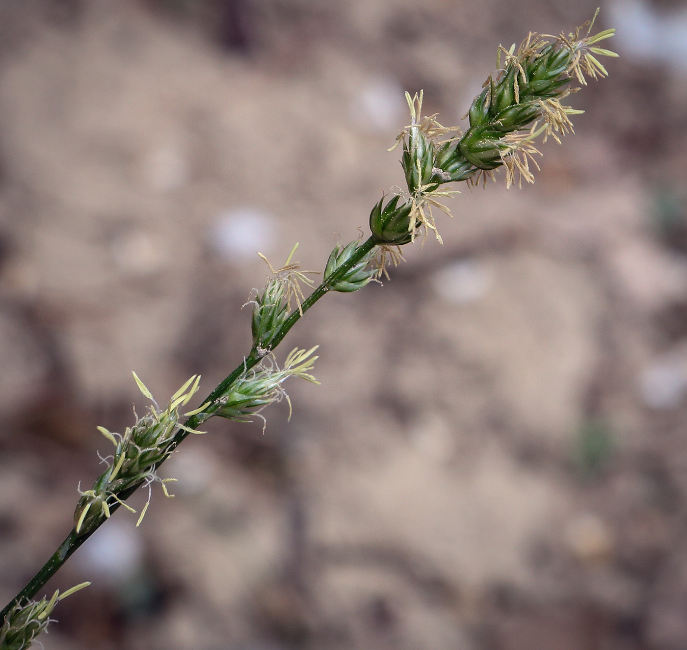 Image of Carex divulsa specimen.