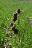 Fritillaria ruthenica