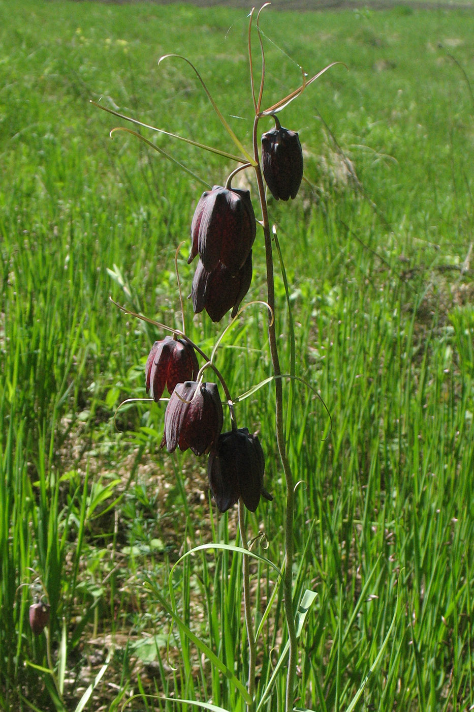 Image of Fritillaria ruthenica specimen.