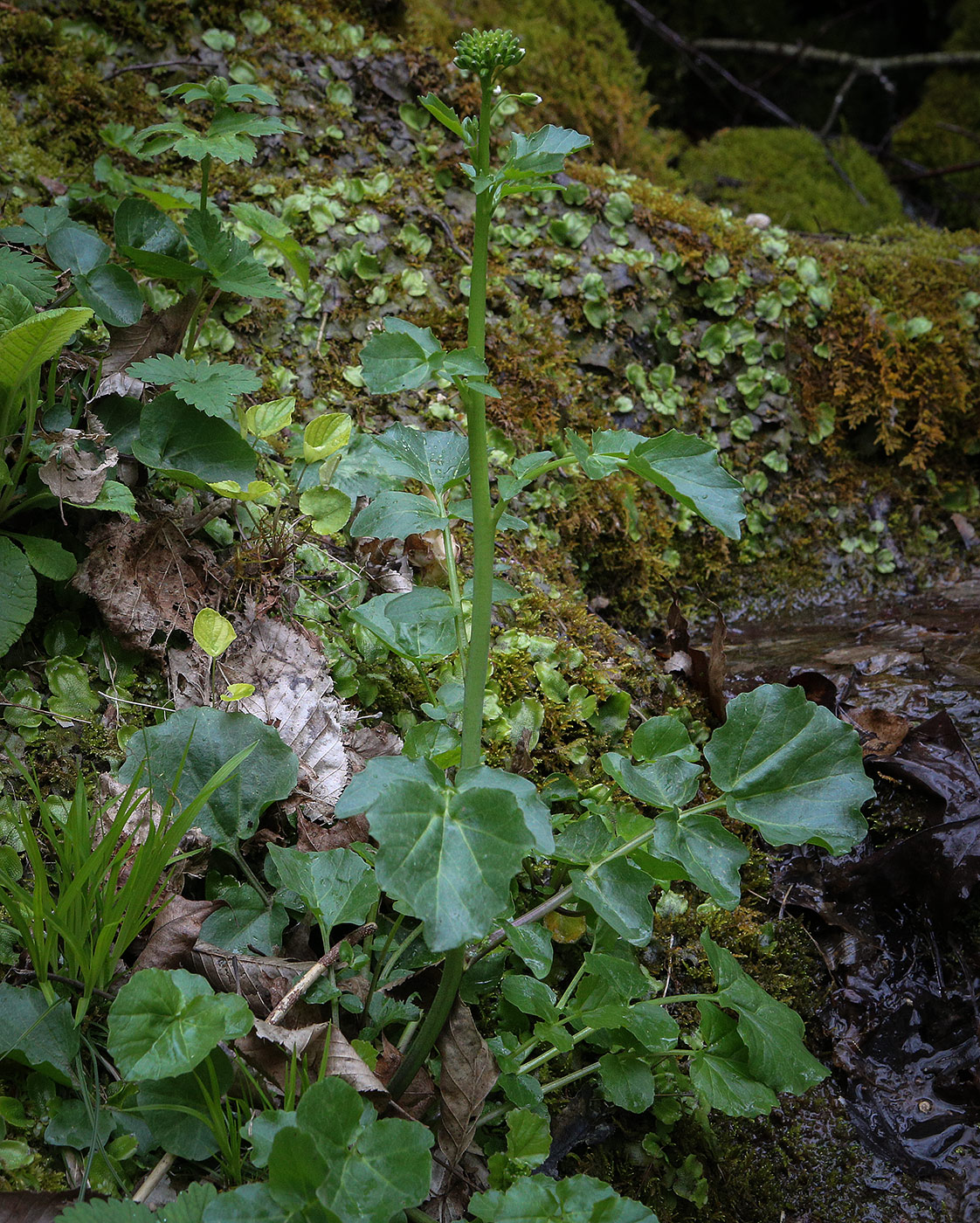 Изображение особи Cardamine lazica.
