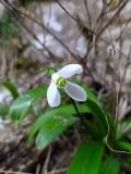 Galanthus woronowii. Цветок и часть листа. Краснодарский край, г/о Сочи, Адлерский р-н, ущ. Ахцу, дорога вдоль отвесной скалы. 21.03.2022.