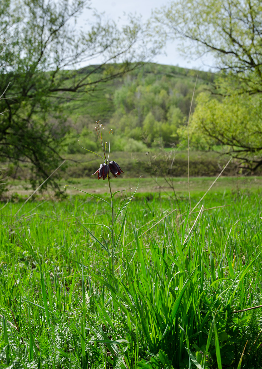 Image of Fritillaria ruthenica specimen.