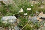 Anemonastrum protractum