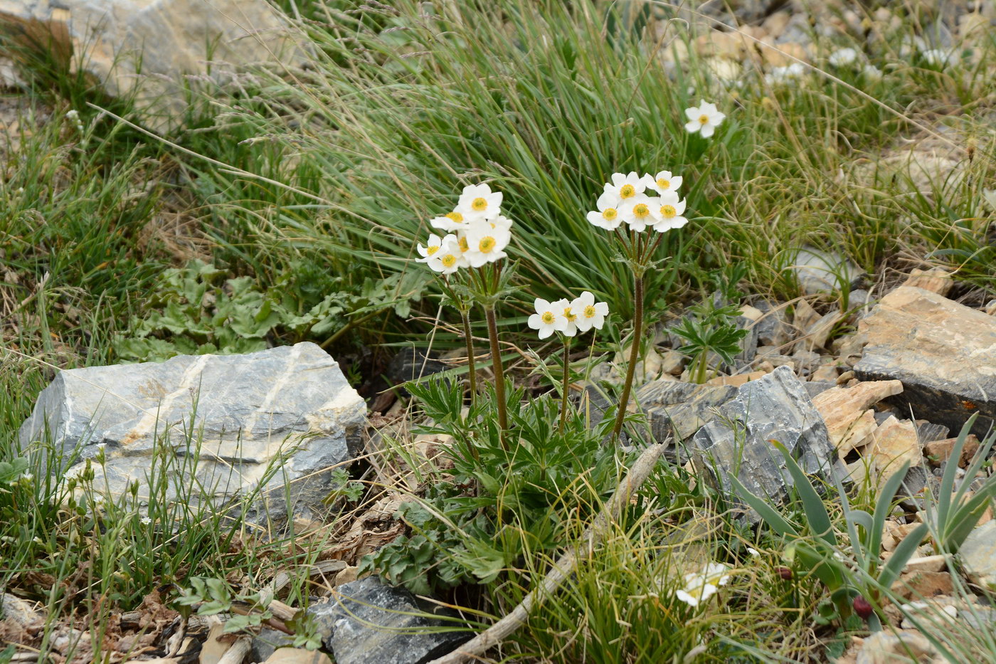 Изображение особи Anemonastrum protractum.