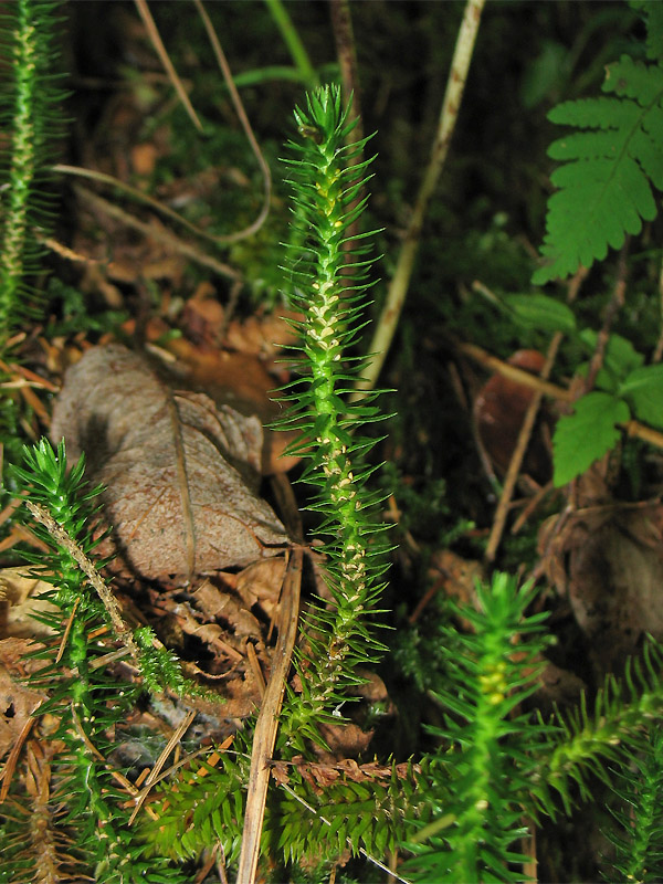 Image of Huperzia selago specimen.