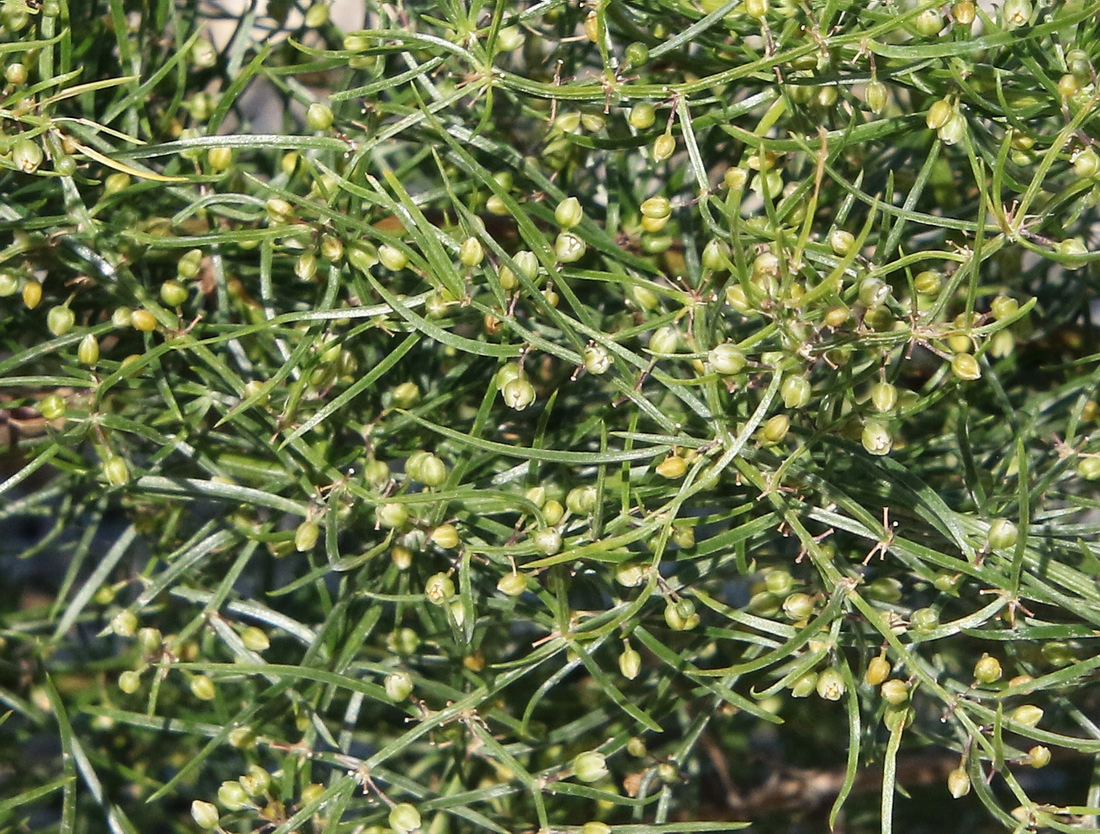 Image of Asparagus litoralis specimen.