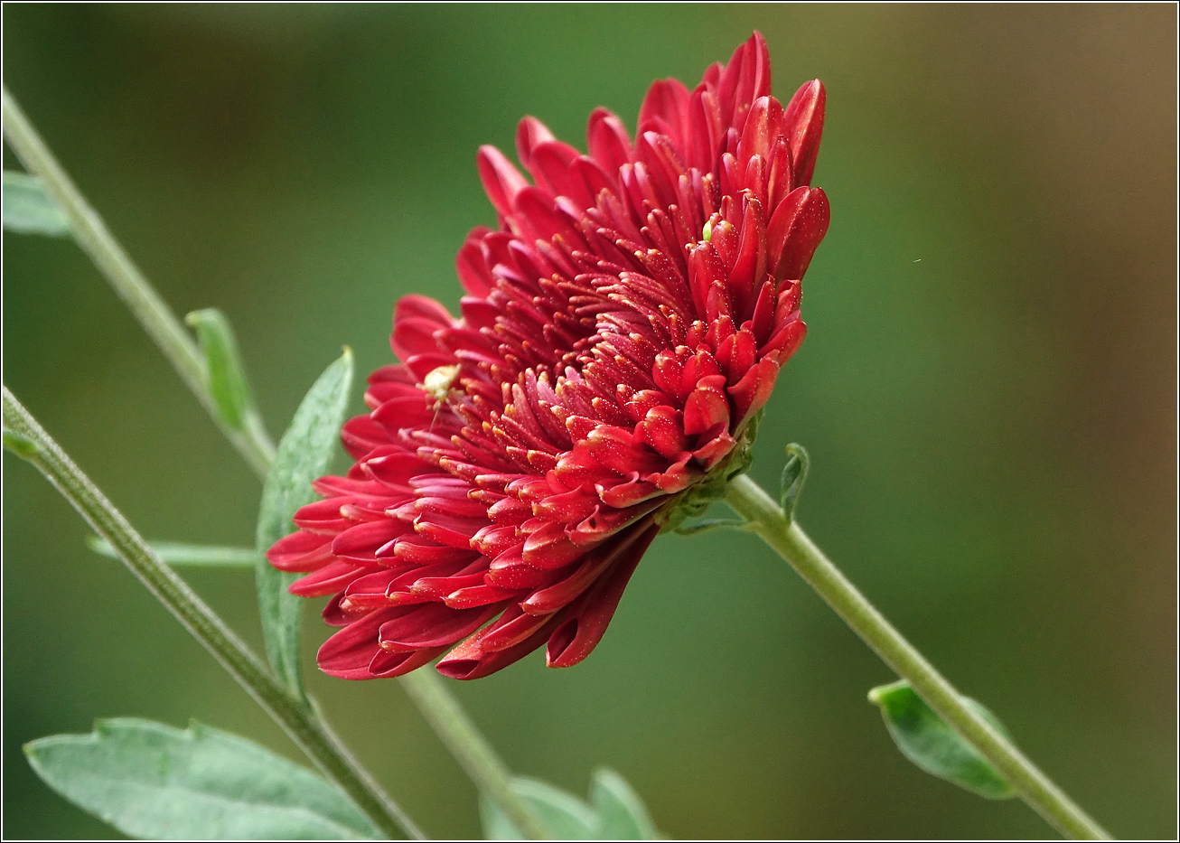 Изображение особи Chrysanthemum indicum.