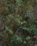 genus Euphorbia