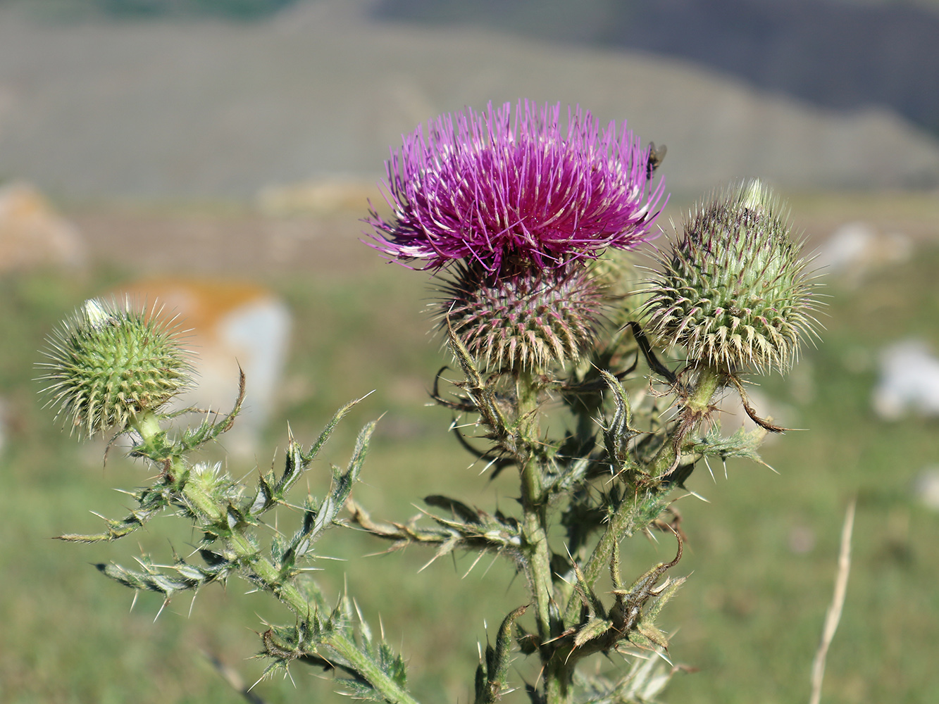 Изображение особи Cirsium ciliatum.