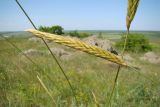 Psathyrostachys juncea