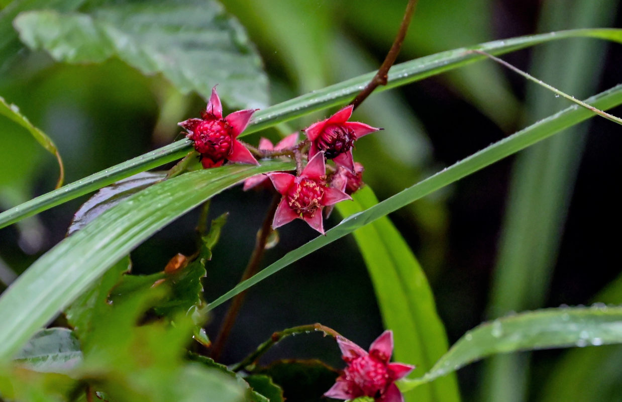 Изображение особи Rubus swinhoei.