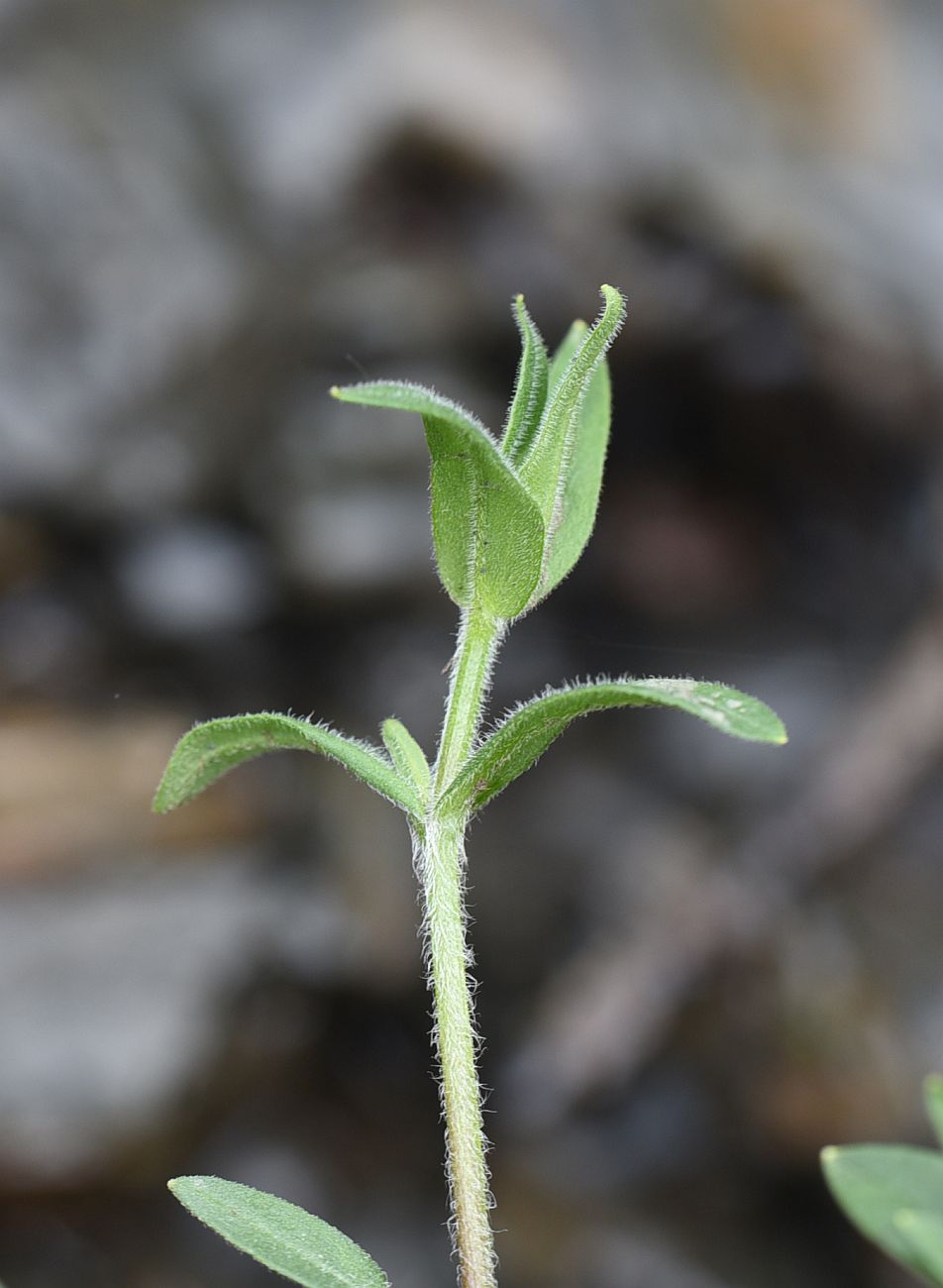 Image of familia Caryophyllaceae specimen.