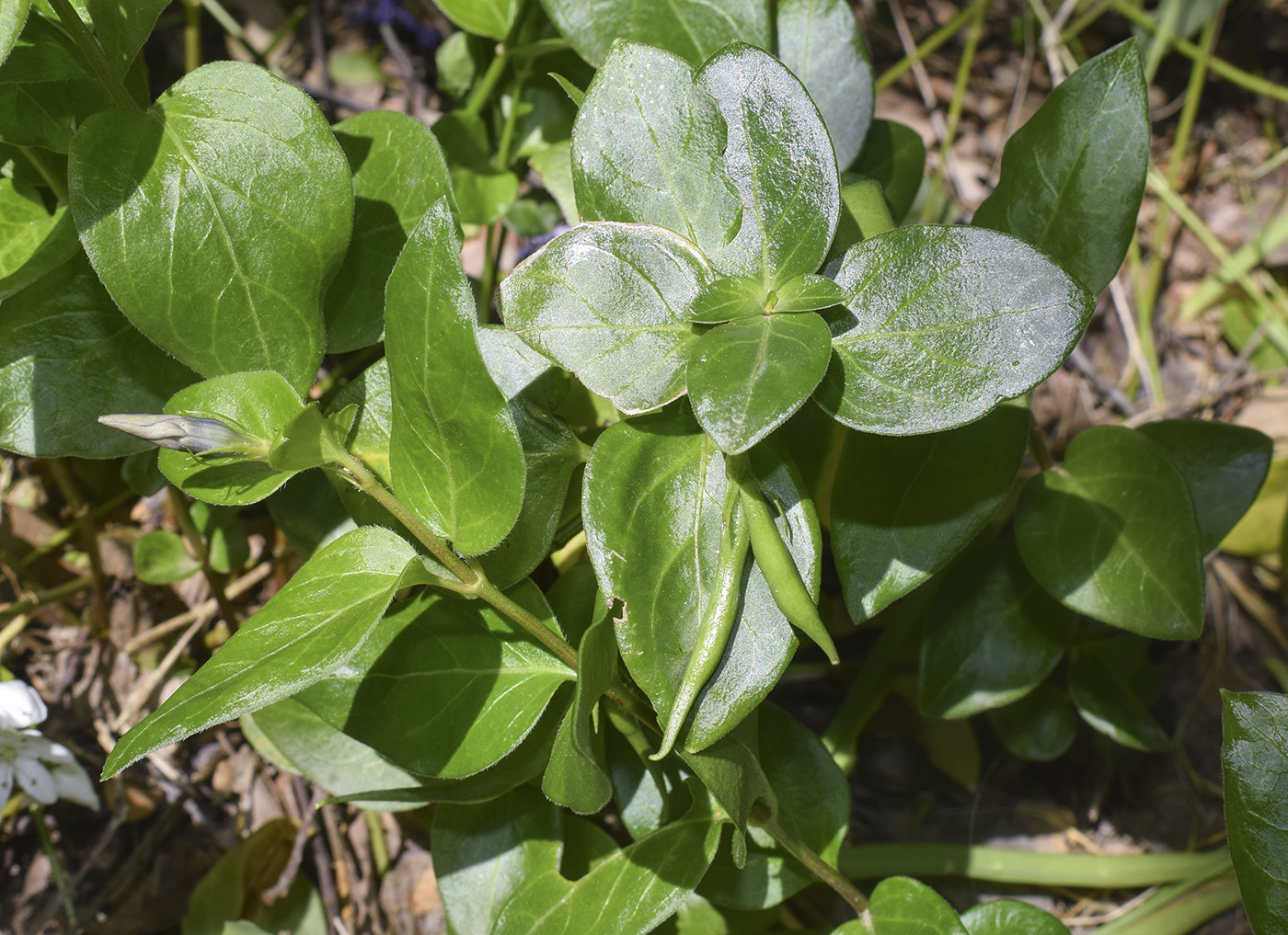 Изображение особи Vinca major.