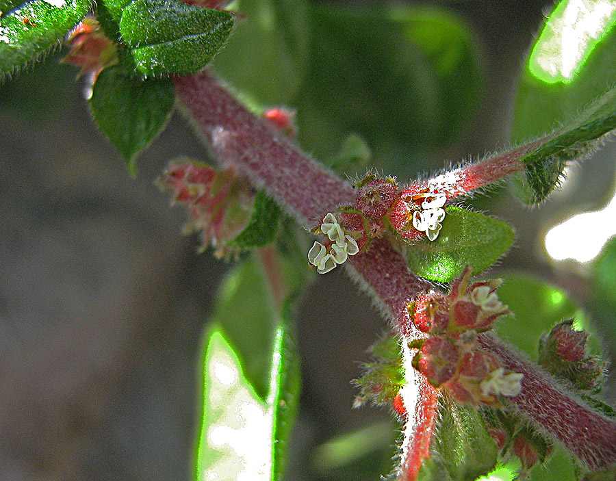 Image of Parietaria judaica specimen.